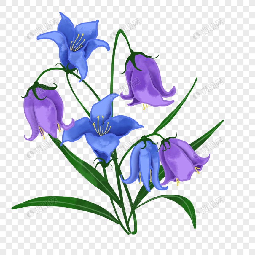 紫色蓝铃花花卉水彩植物婚礼鲜花图片