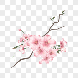 粉色樱花花朵水彩带树叶图片