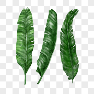 芭蕉叶自然生态水彩绿色植物图片