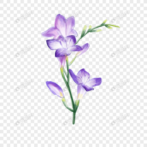 小苍兰紫色水彩花卉图片