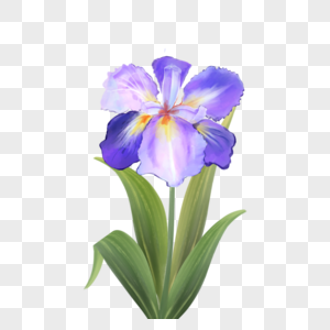 紫色水彩鸢尾花花卉图片