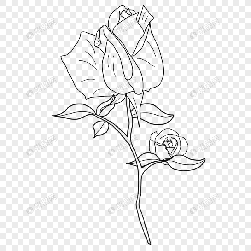 黑白月季花卉线条画