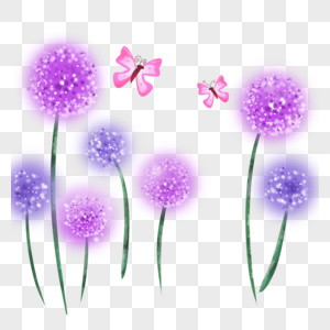 紫色蒲公英图片