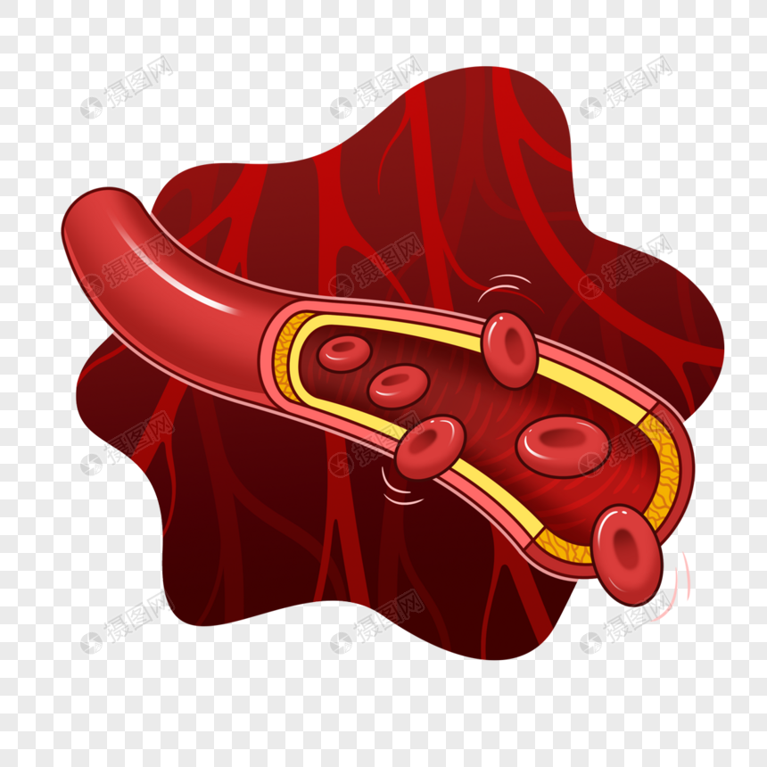 血管和细胞插画风格红色图片