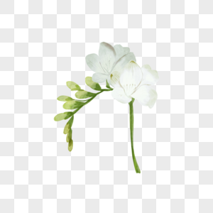 苍兰婚礼白色花卉水彩图片