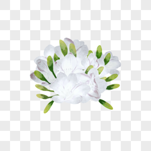 苍兰水彩婚礼白色花朵植物图片