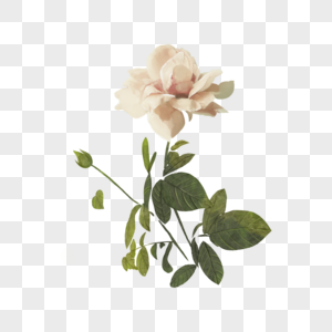 白玫瑰婚礼花卉植物白色图片