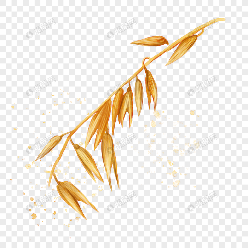 水彩风格黄色燕麦穗壳图片