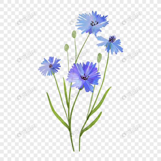 野花车矢菊蓝色花卉图片