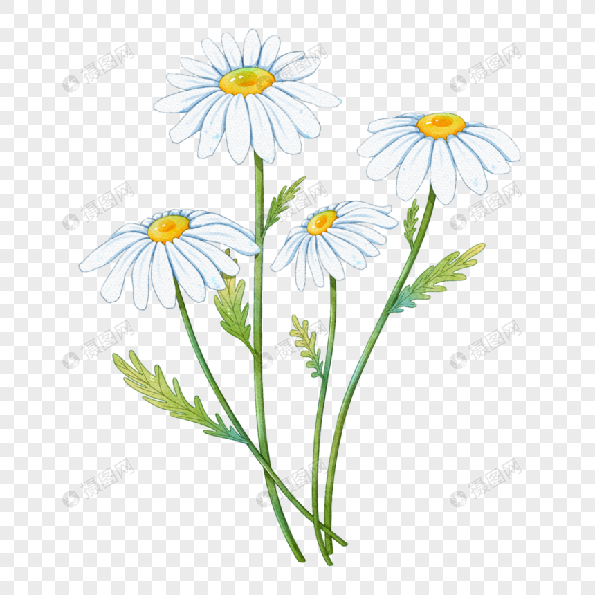 水彩雏菊鲜花玛格丽特