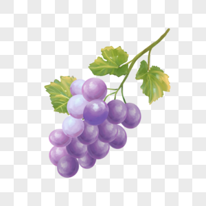 浅紫色水彩食物水果葡萄图片
