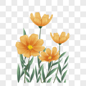黄色水彩格桑花花卉植物图片