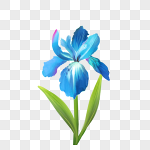 蓝色水彩鸢尾花花卉图片