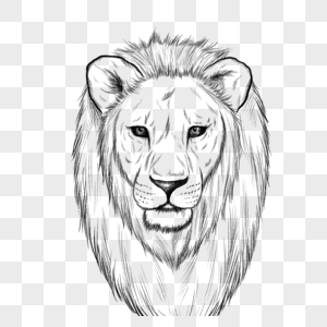狮子头部黑白素描图片