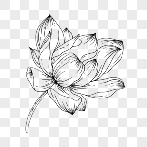 黑白素描莲花图片