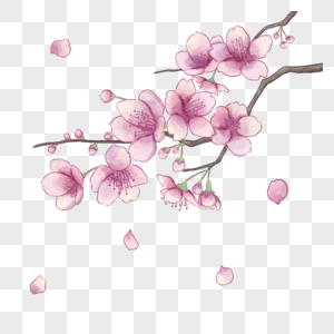 水彩风格盛开的樱花图片