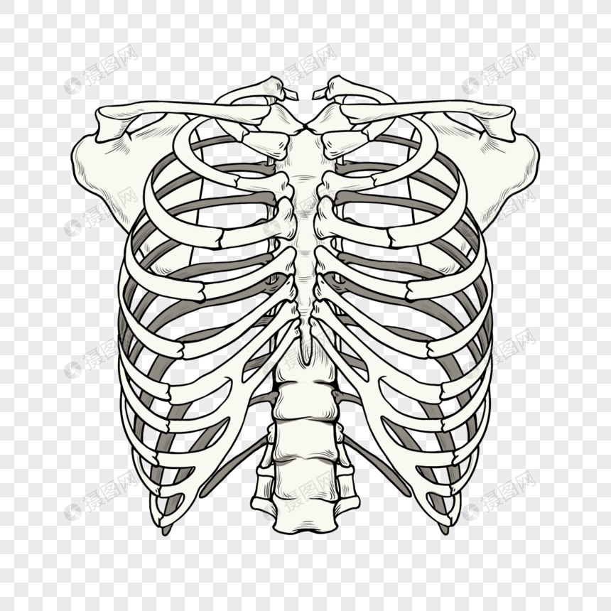 肋骨模型卡通图片