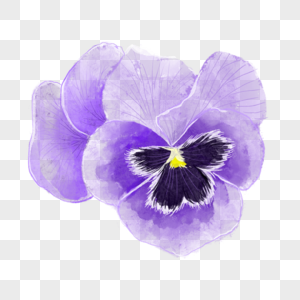 三色堇水彩风格紫罗兰单朵高清图片