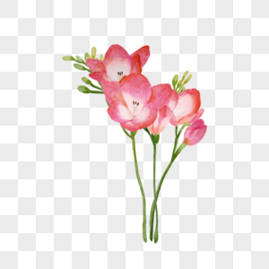 苍兰粉色花朵婚礼花卉图片