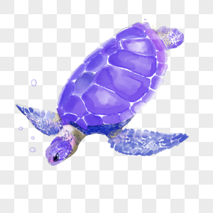 海龟动物水彩紫色图片