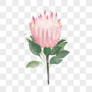 单枝花图片 单枝花素材 单枝花高清图片 摄图网图片下载