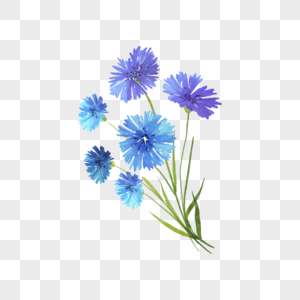 蓝色花卉植物水彩车矢菊图片