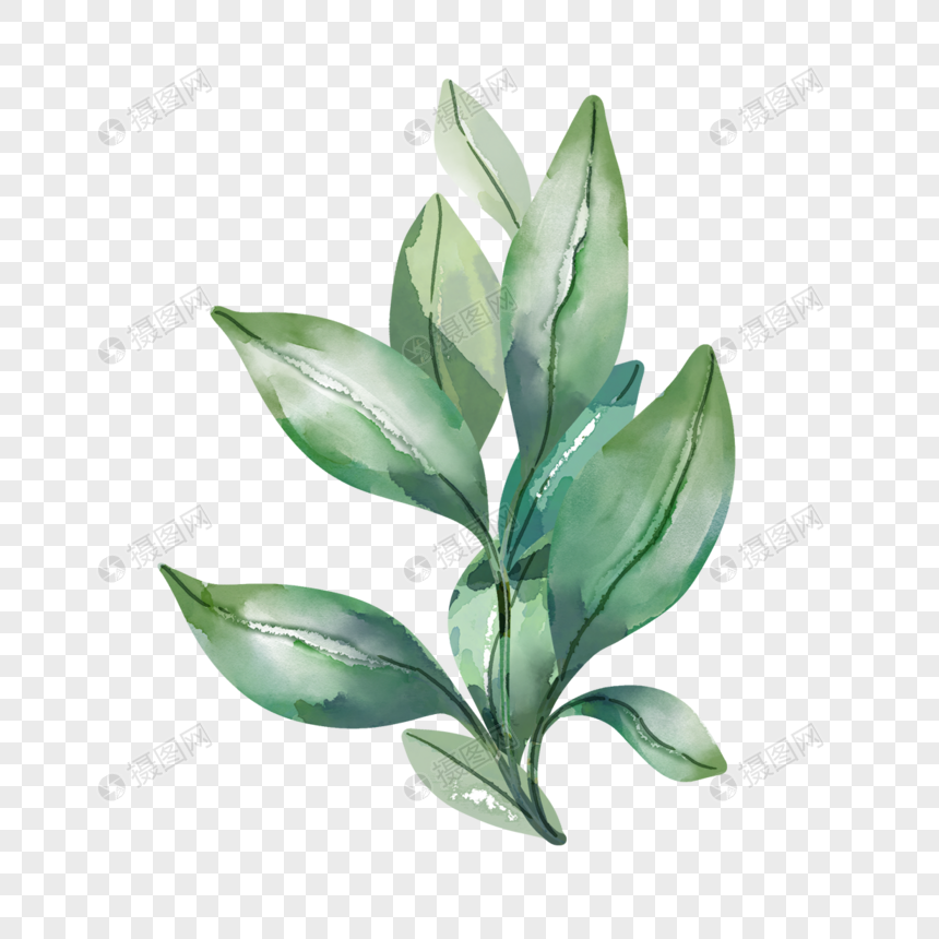 水彩蓝绿野生植物元素素材下载 正版素材 摄图网