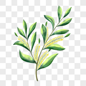 水彩茶树植物枝条高清图片