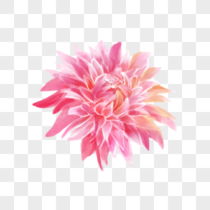 粉色大丽花水彩花卉图片
