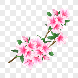 水彩花卉杜鹃花粉色高清图片