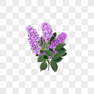 水彩植物淡紫色丁香花卉图片