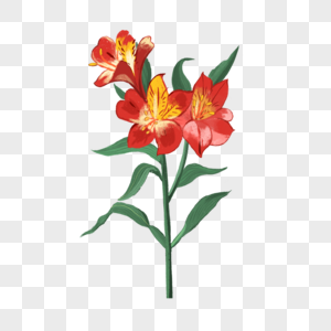 红色的水彩花卉百合图片