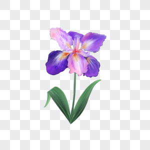 水彩花卉艳丽的紫色鸢尾花图片
