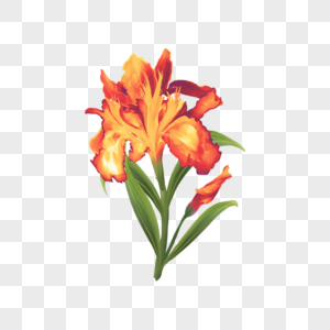 橙色水彩鸢尾花花卉图片