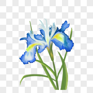 蓝色的水彩鸢尾花花卉图片