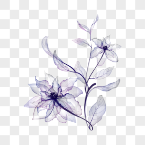 绽放水彩透明花卉图片