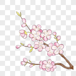 春季盛开的粉色樱花图片