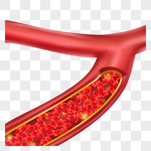 人体血管医学插图血管图图片