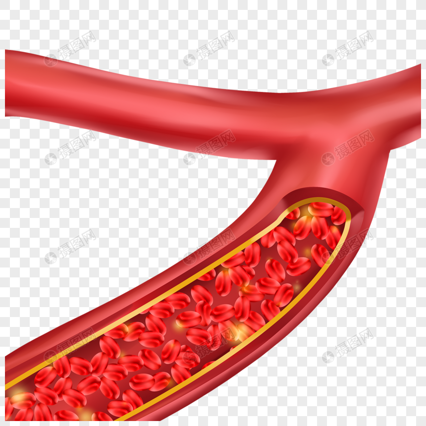 人体血管医学插图血管图图片