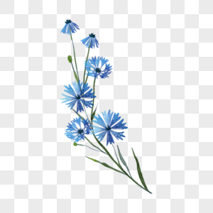 蓝色水彩花卉车矢菊花朵图片