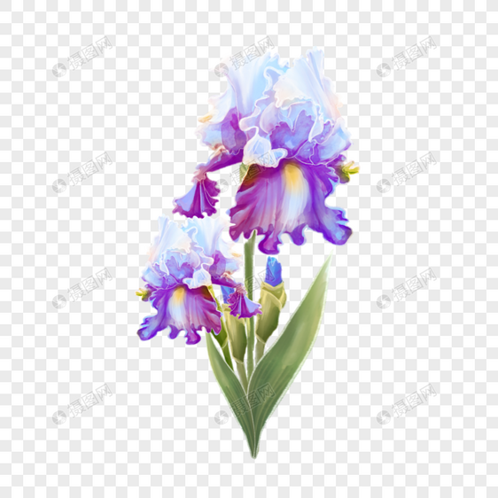 蓝紫色水彩蝴蝶花鸢尾科图片