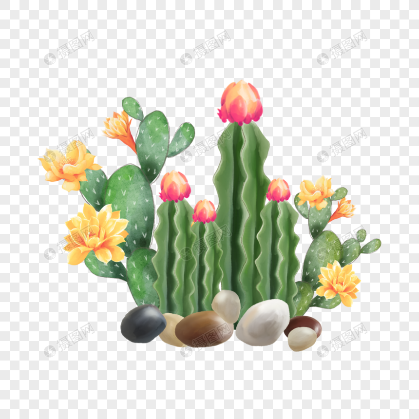 水彩仙人掌开花植物元素素材下载 正版素材 摄图网