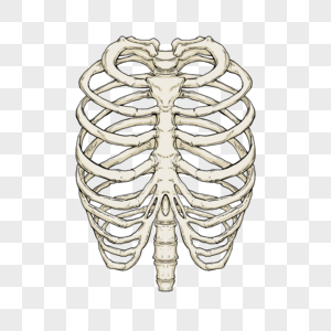 肋骨医用骨骼模型高清图片