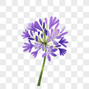 百子莲紫色水彩花卉植物图片