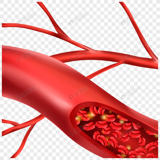 人体血管医学血细胞插图图片