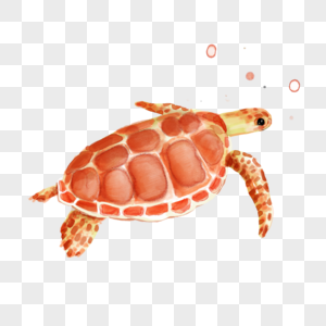 海龟动物水彩红色图片