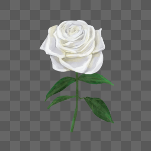 白玫瑰水彩婚礼花朵图片