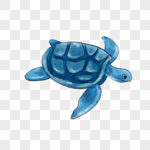 水彩海洋动物海龟图片