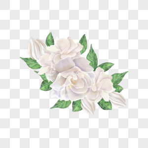 白色栀子花花簇水彩花卉图片