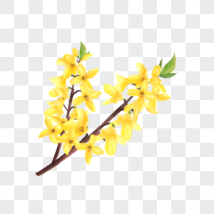 水彩花卉黄色连翘花图片